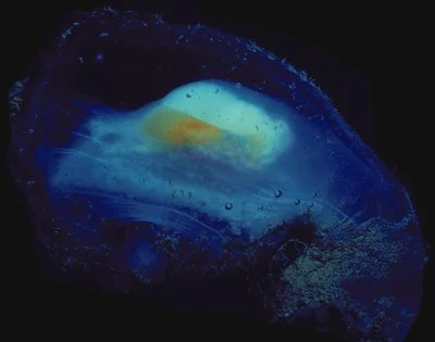 Megalodicopia hians (Megabyte sea squirt) Description: Few records in BC but also known in e.g., California, Antarctica.
