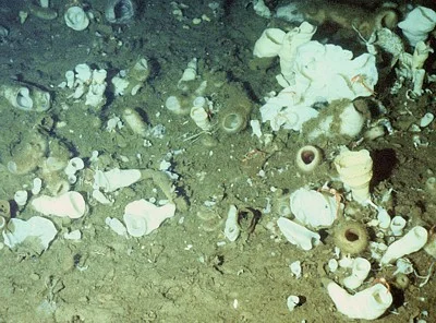 Hexactinellid sponges (Six rayed deep sea sponges) Description: Unique site in Strait of Georgia at 16m where dense population on a fiber mat comparable to habitat in Antarctic.