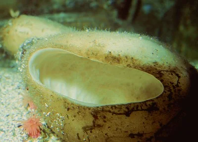 Rhabdocalyptus dawsoni (Boot sponge) Description: Example of one of the hexactinellid sponges.