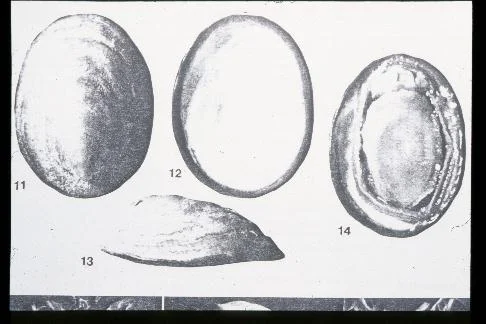 Lepetodrilus corrugatus (Corrugated limpet) Description: one record from hydrothermal vents off BC