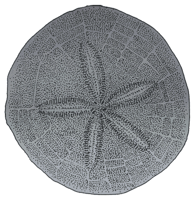 Echinorachnius parma (Regular sand dollar) Description: Recorded only from Puget Sound and either extirpated or error in locality data; is common in Atlantic.
