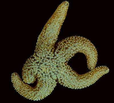 Pisaster giganteus (Giant spined sea star) Description: One record from Saanich inlet in 1896.