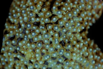 Pisaster giganteus (Giant spined sea star) Description: Close-up.