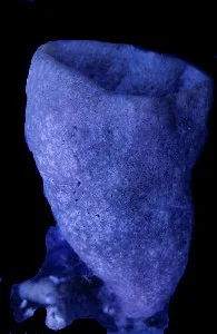 Acanthascus platei.jpg