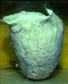 Acanthascus sp..jpg