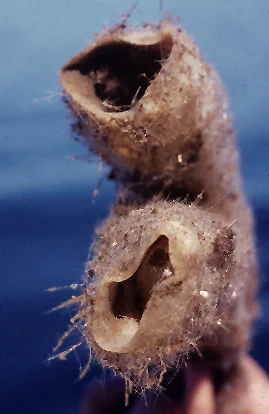 Rhabdocalyptus dawsoni 1.jpg