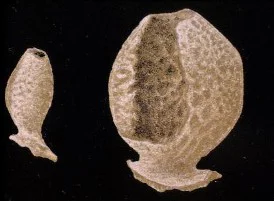 Leucopsacus scoliodocus.jpg