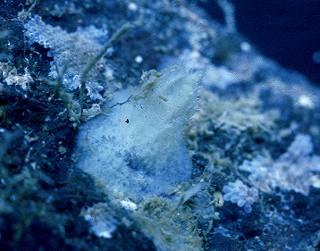 Dragmacidon sp