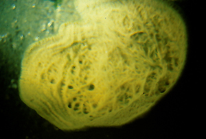 Mycale bellabellensis 2