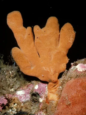 Neoesperiopsis digitata 1