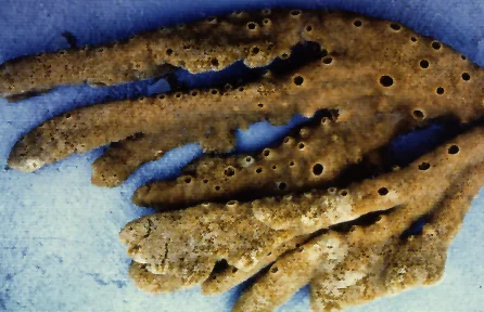 Neoesperiopsis digitata 3