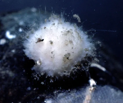 Craniella spinosa 1