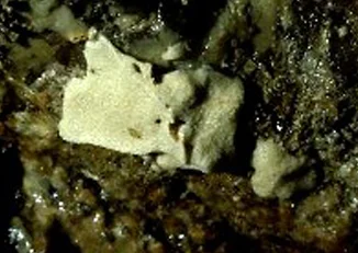 Clathrina sp. 1