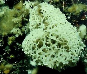 Clathrina coriacea