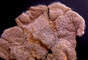 Family Euplectellidae Nubicaulus careyi