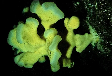 Aphrocallistes vastus 1.jpg