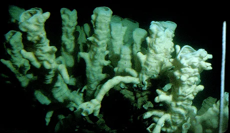 Heterochone calyx 2.jpg