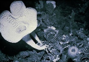 Lefroyella sp..jpg