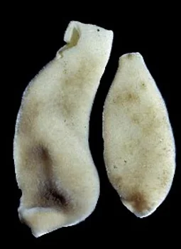Sycandra sp. cf utriculus.jpg