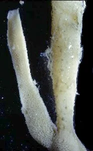 Heteropia sp..jpg