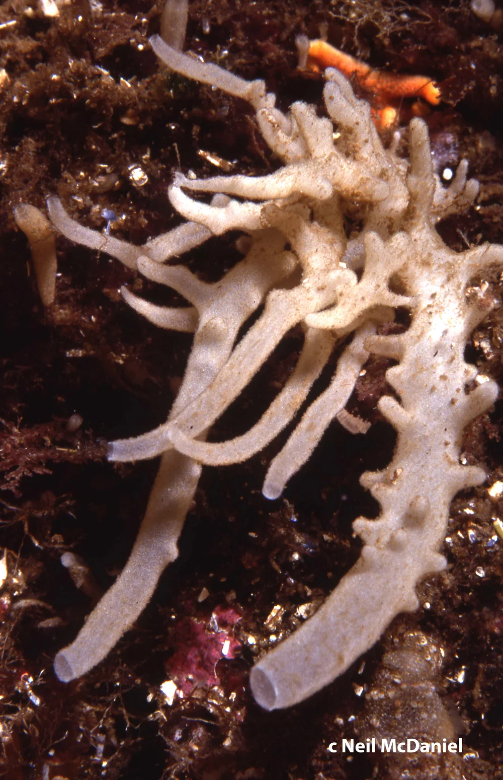Leucosolenia nautilia.jpg