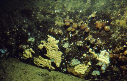 Plakina atka 1.jpg