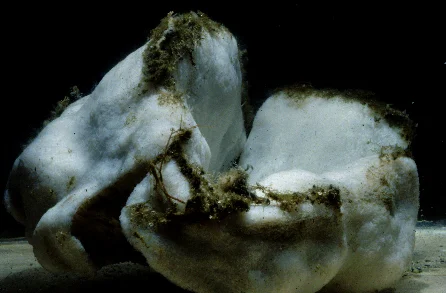 Poecillastra japonica 1.jpg