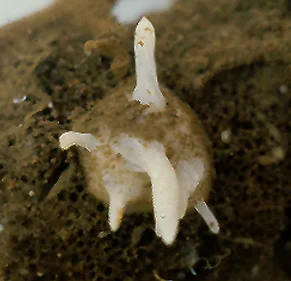 Polymastia pacifica.jpg