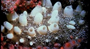 Polymastia pachymastia.jpg