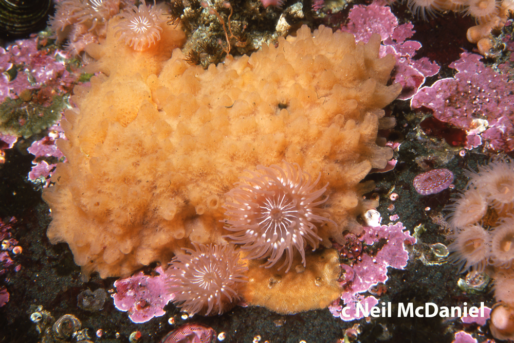 Weberella perlucida.jpg