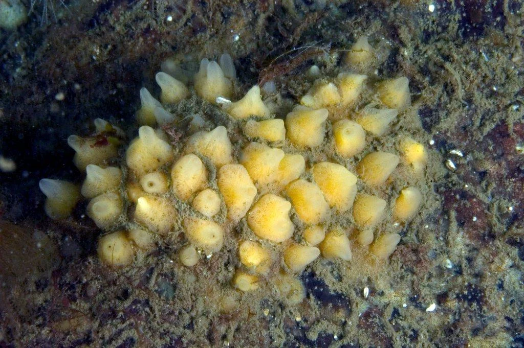 Weberella sp..jpg