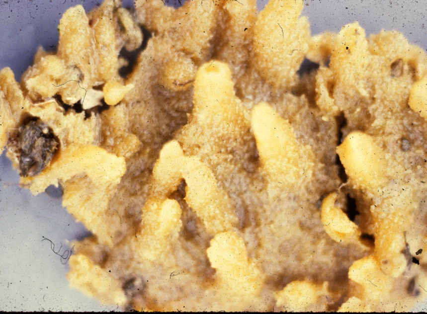 Halichondria bowerbanki2.jpg