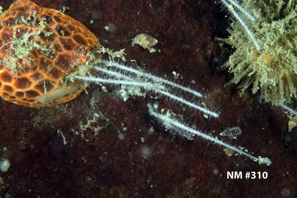 Asbestopluma (Asbestopluma) occidentalis.jpg