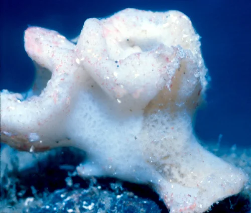 Desmacella austini 1.jpg