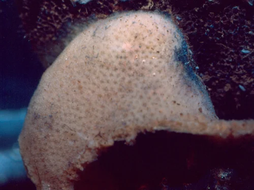 Desmacella austini 2.jpg