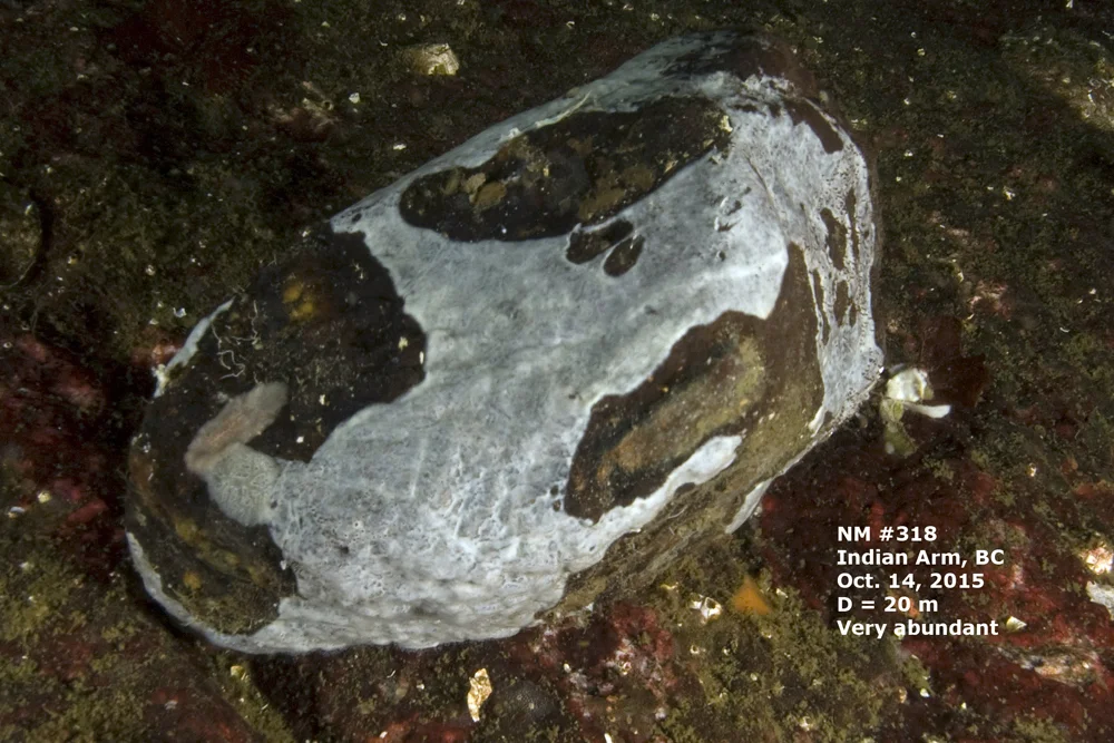 Hamacantha sp..jpg