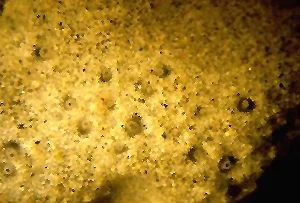 Psammoclema new sp. 1.jpg