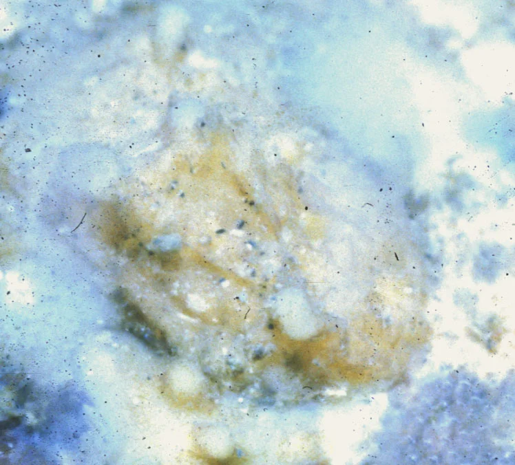Lissodendoryx (Ectyodoryx) sp.jpg