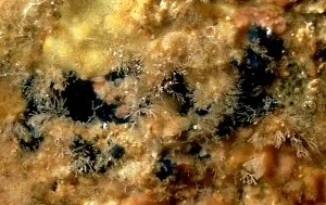 Acanthancora cyanocrypta 1.jpg