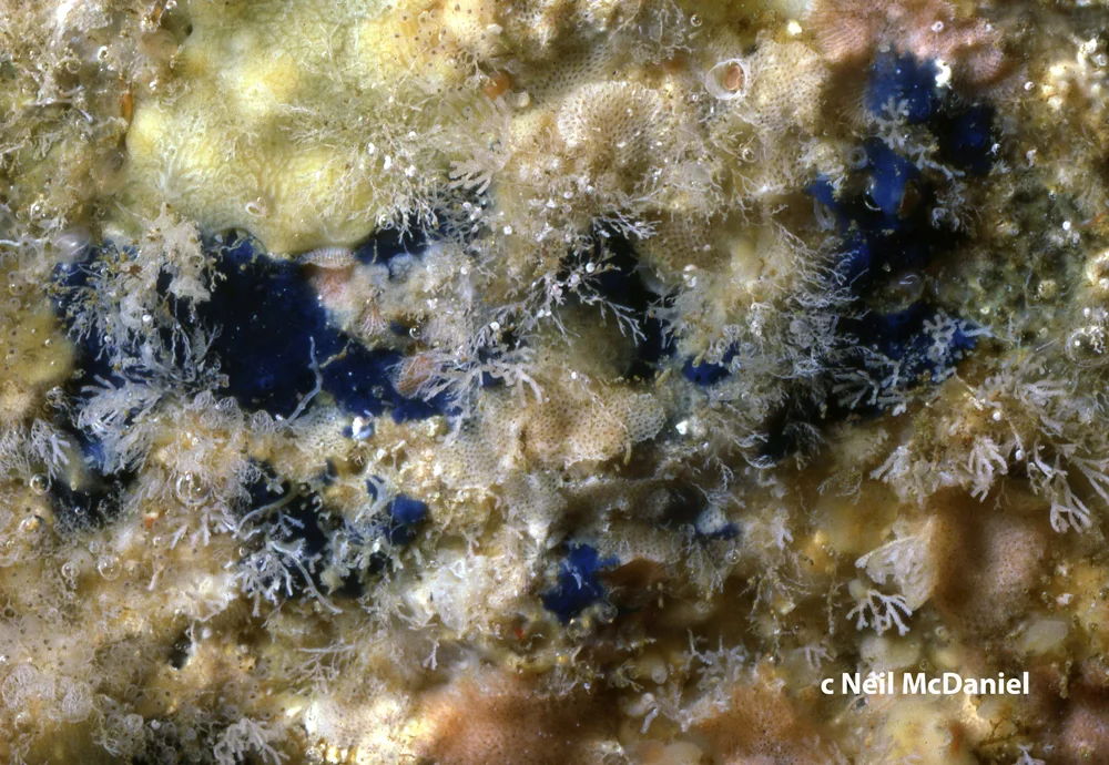 Acanthancora cyanocrypta.jpg