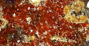 Hymedesmia cf. consanguinea.jpg