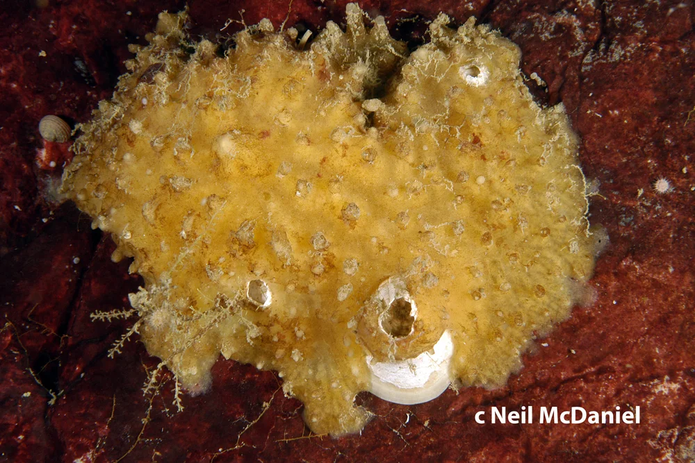 Hymedesmia sp. new record.jpg