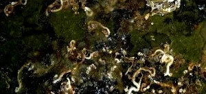 Hymedesmia sp. E.jpg