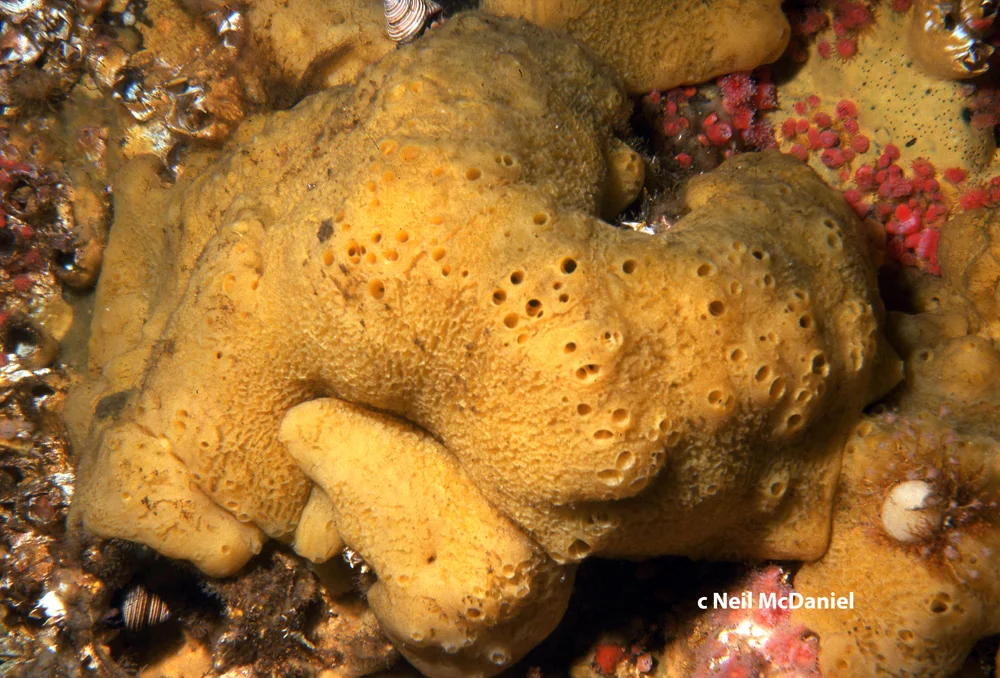Myxilla (Burtonanchora) lacunosa.jpg