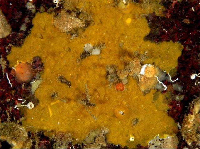 Antho (Jia) lithophoenix.jpg