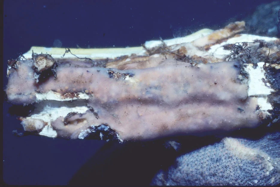 Clathria (Microciona) spongigartina.jpg