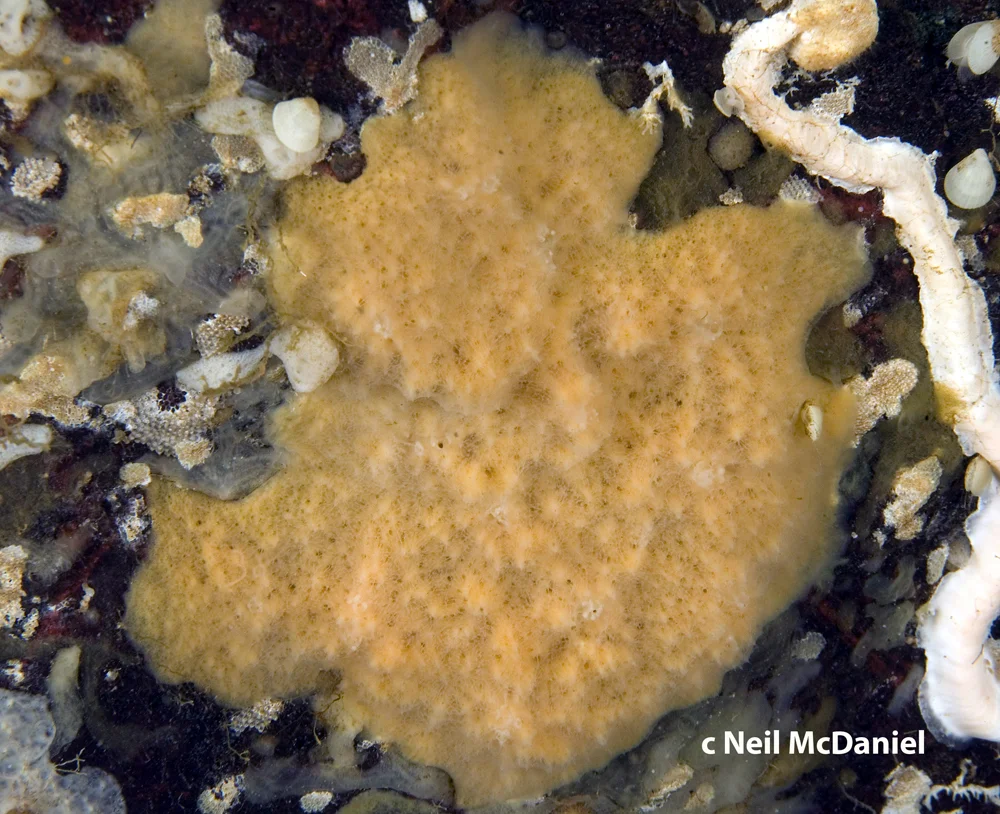 Eurypon sp.A.jpg