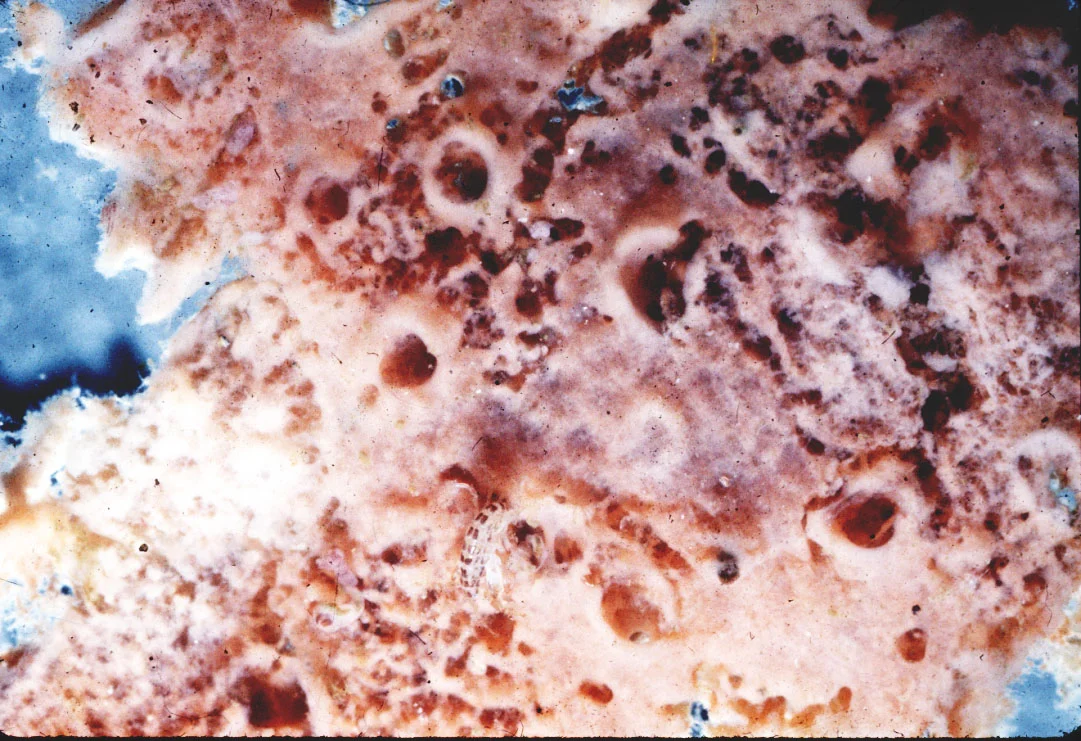 Haliclona (Gellius) cf foranimosa.jpg