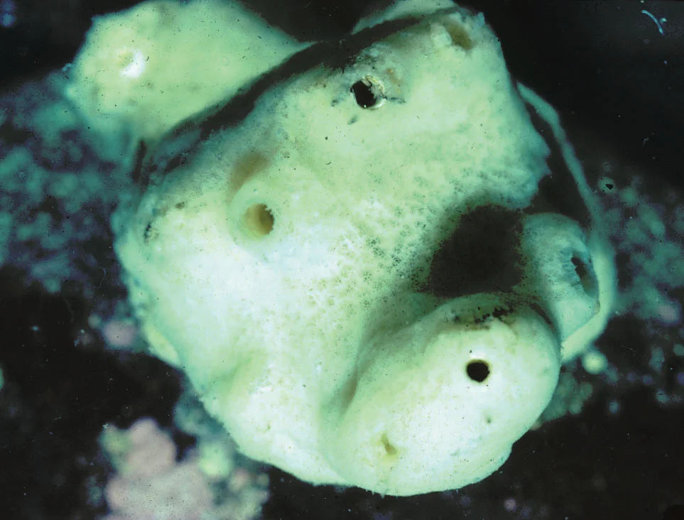 Sponges of the North East Pacific Ocean