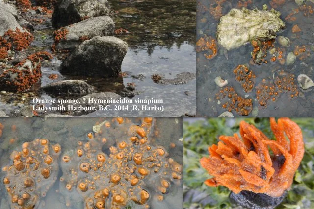 Chalinidae Sponges of the North East Pacific Ocean